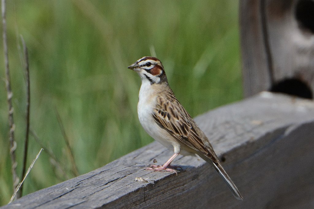 Sparrow, Lark, 2015-05278480 Fossil Creek Reservoir, CO.JPG - Lark Sparrow. Fossil Creek Reservoir, Fort Collins, CO, 5-27-2015